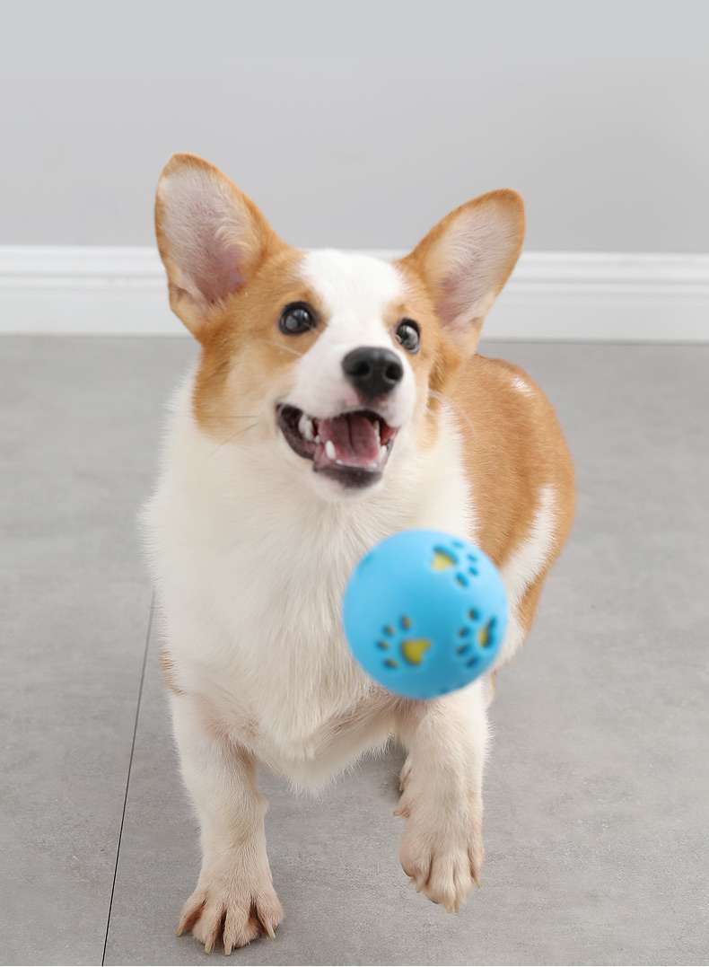 犬 おもちゃ ボール | わんちゃん大喜び！噛み心地抜群ゴムボール