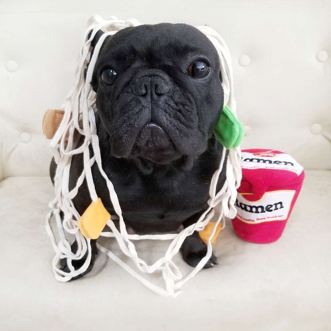 犬 おもちゃ | わんちゃん大喜びヌードル風おもちゃ