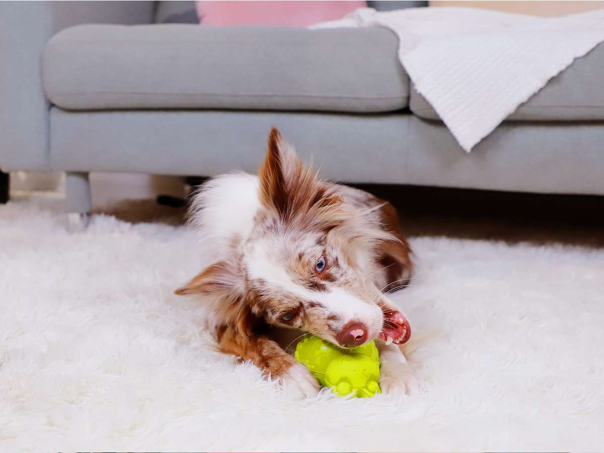 犬 おもちゃ 知育 | わんちゃんの知恵袋 おやつ自動提供機
