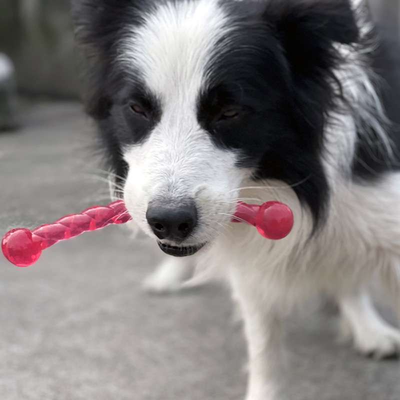 犬 おもちゃ 歯磨き | 愛犬の歯ケアスティック