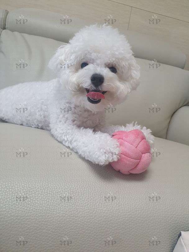 犬 おもちゃ ボール | もこもこ結び目ボール