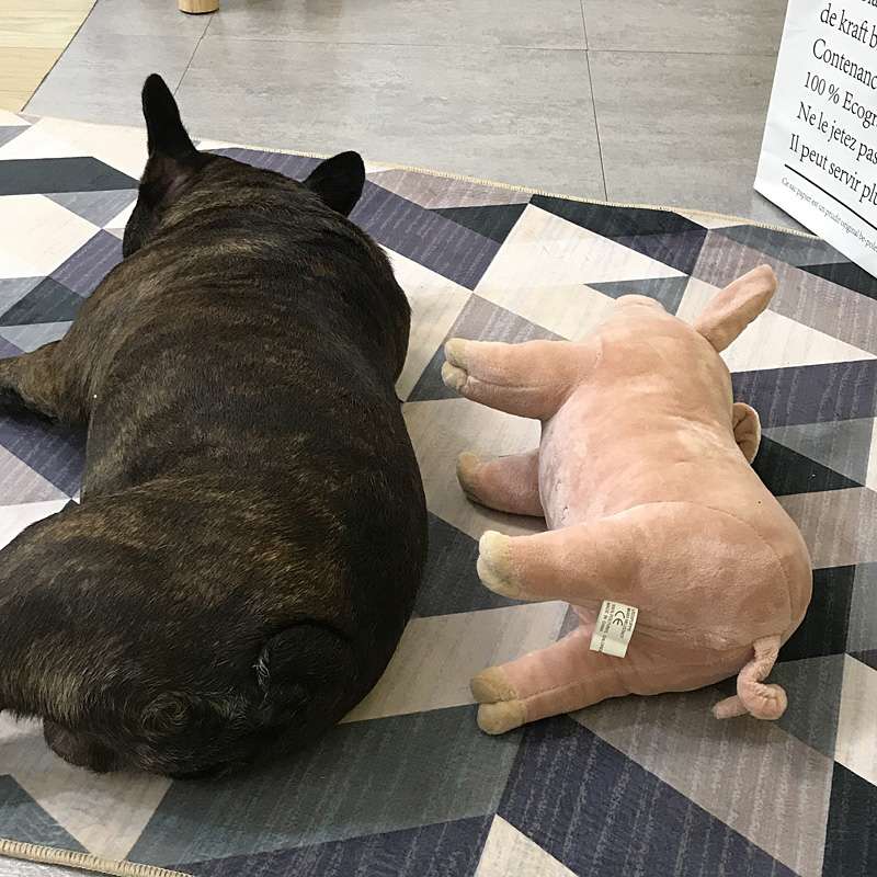 犬 おもちゃ ぬいぐるみ | ブタ抱き枕