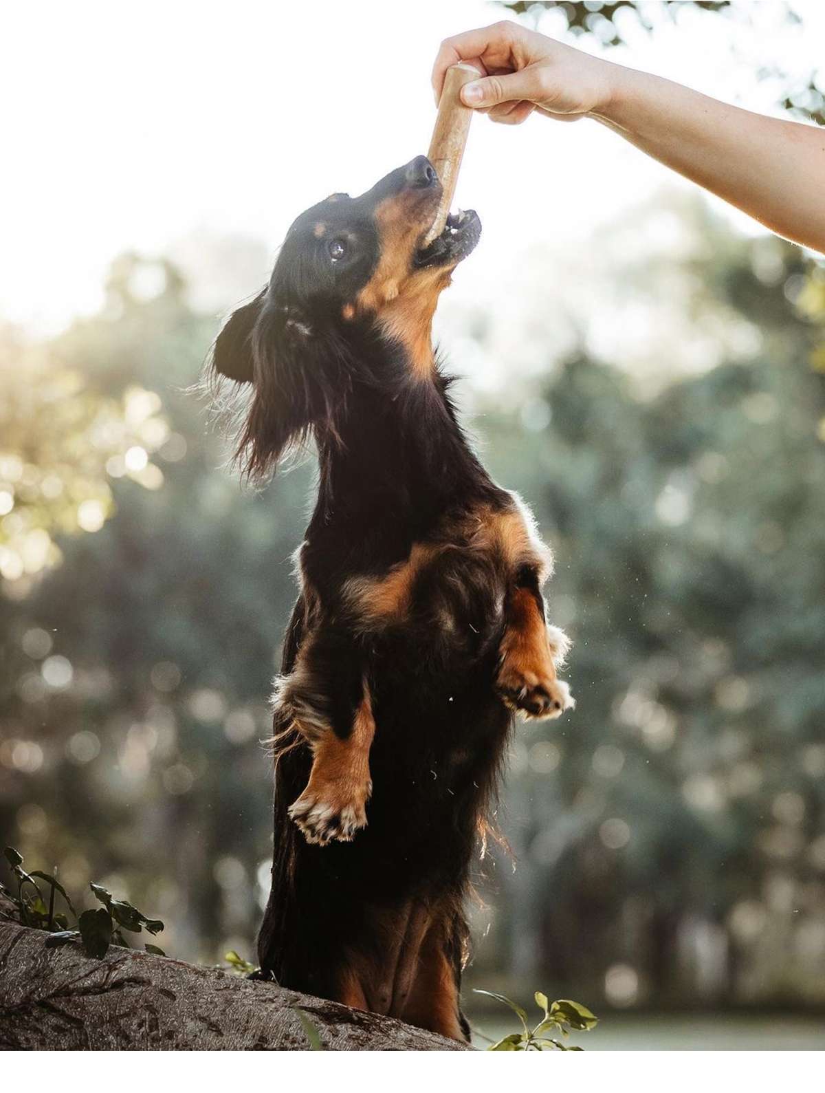 犬 おもちゃ 骨 | 天然素材の愛犬用噛みごたえボーン