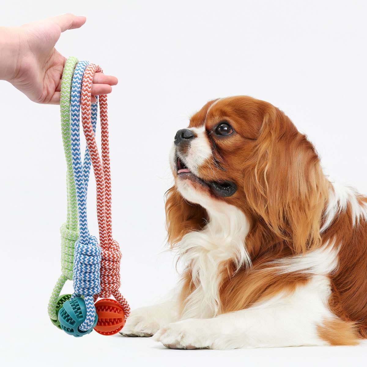 犬 おもちゃ ロープ | 噛んで遊べる犬用デンタルロープ