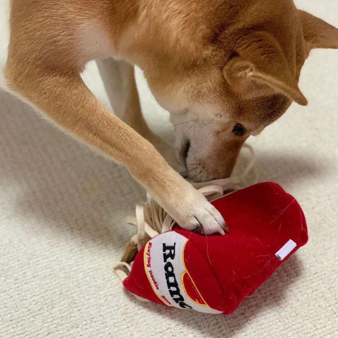 犬 おもちゃ | わんちゃん大喜びヌードル風おもちゃ