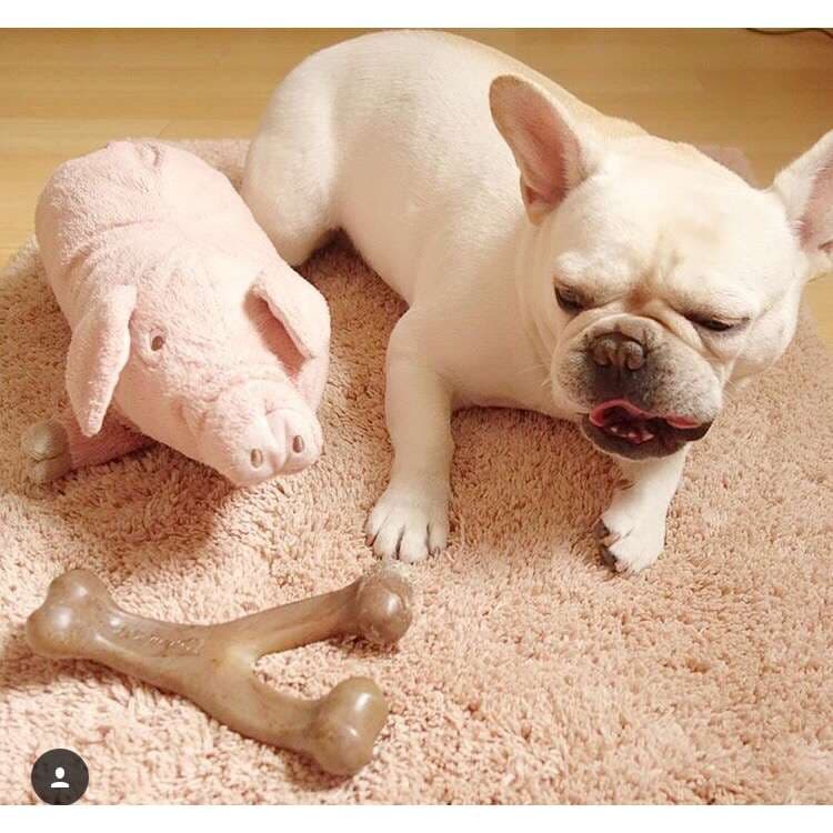 犬 おもちゃ ぬいぐるみ | ブタ抱き枕