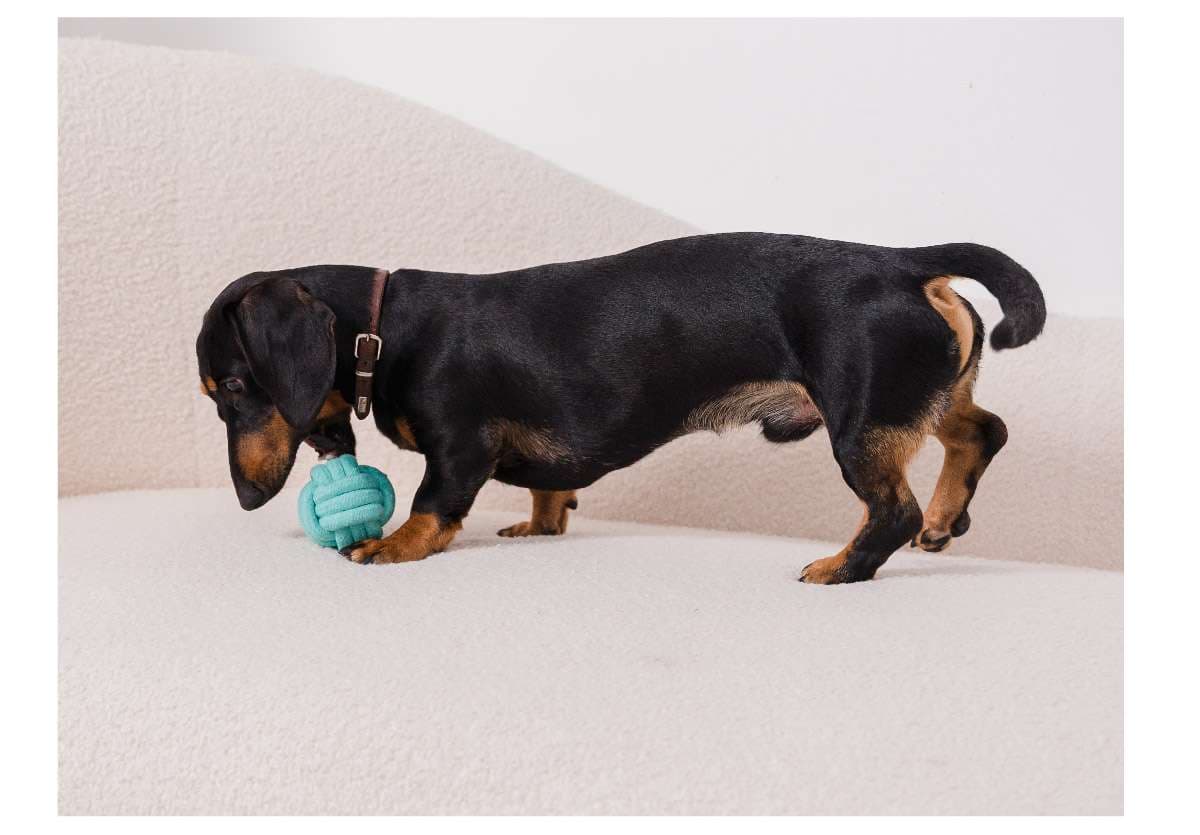 犬 おもちゃ ロープ | 歯磨き効果のある犬用結び目ロープ