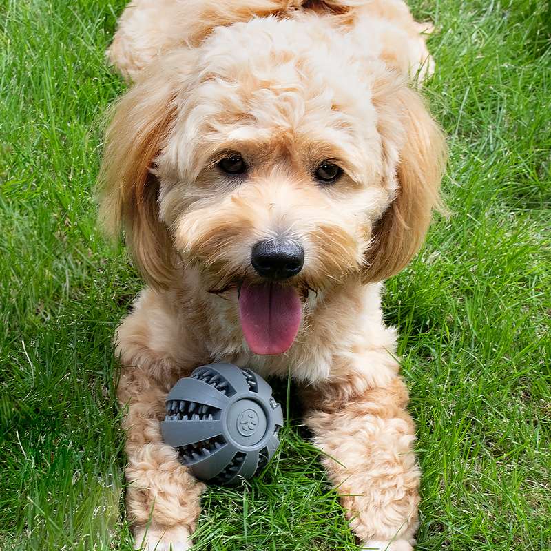 犬 おもちゃ 知育 | 愛犬のデンタルボール