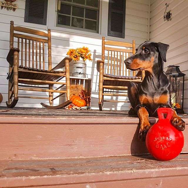 犬 おもちゃ ボール | 大型犬用 タフグリップ ジョリーボール