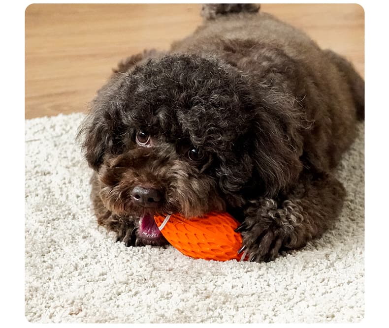 犬のおもちゃ 犬のおもちゃ 歯みがきラバーボール