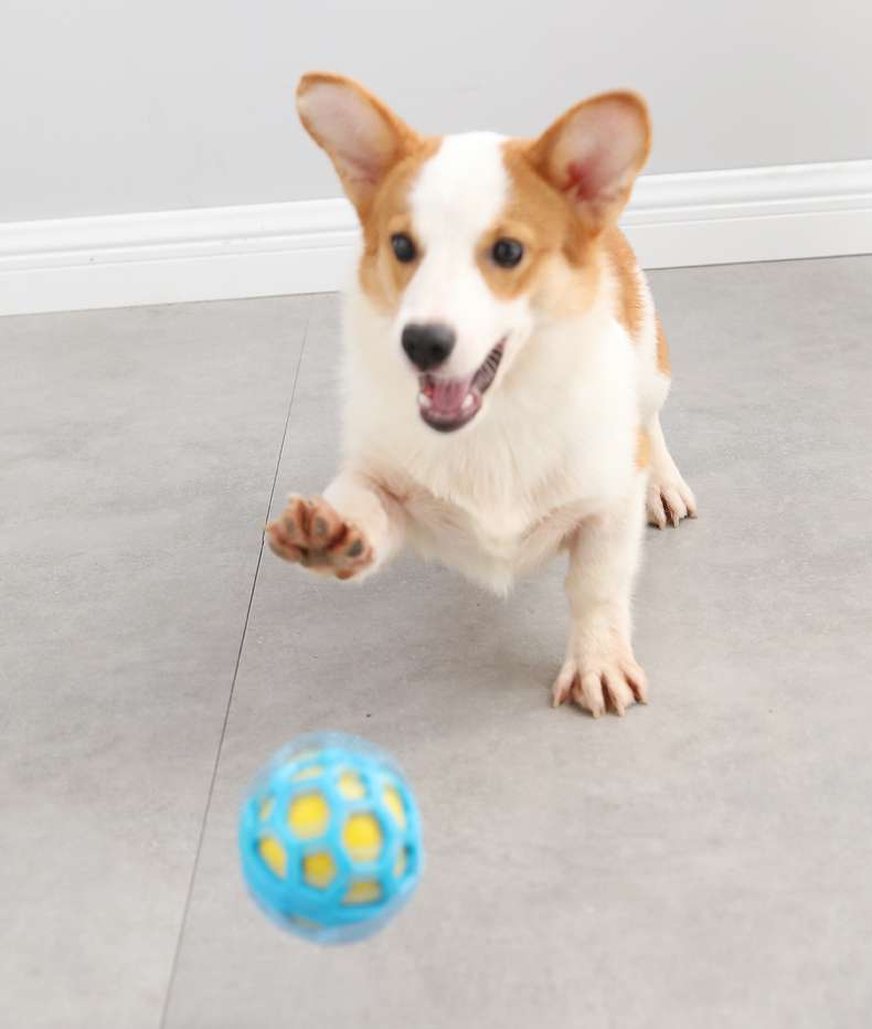 犬 おもちゃ ボール | わんちゃん大喜び！噛み心地抜群ゴムボール