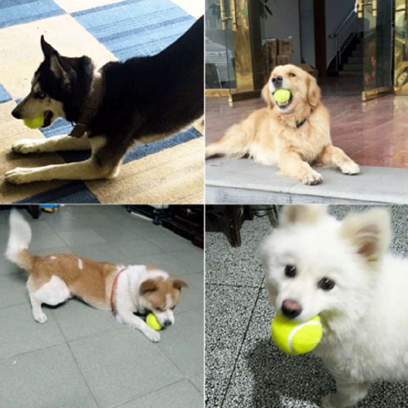 犬 おもちゃ ボール | わんちゃん大喜び!テニスボール型おもちゃ