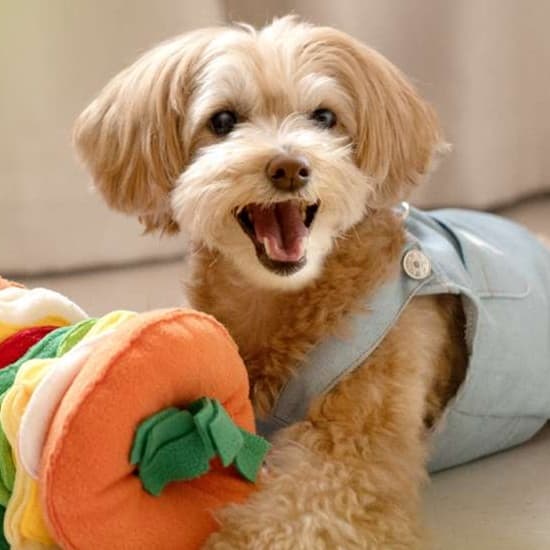 犬 おもちゃ 知育 | わんちゃんのごちそうパズル