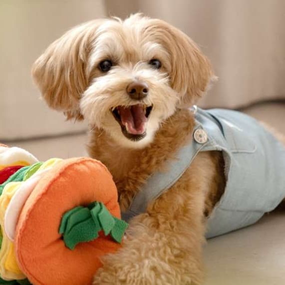 犬 おもちゃ 知育 | わんちゃんのごちそうパズル