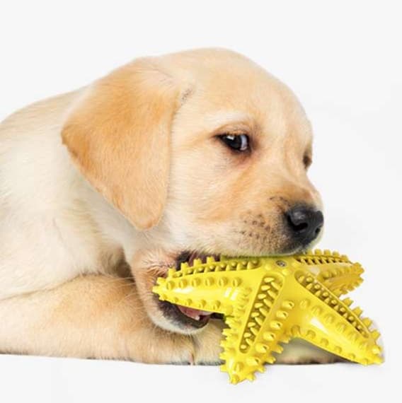 犬 おもちゃ 歯磨き | 歯磨き効果抜群の星型おもちゃ