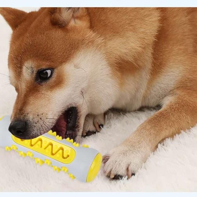 犬 おもちゃ 歯磨き | わんちゃんの歯磨きブラシ