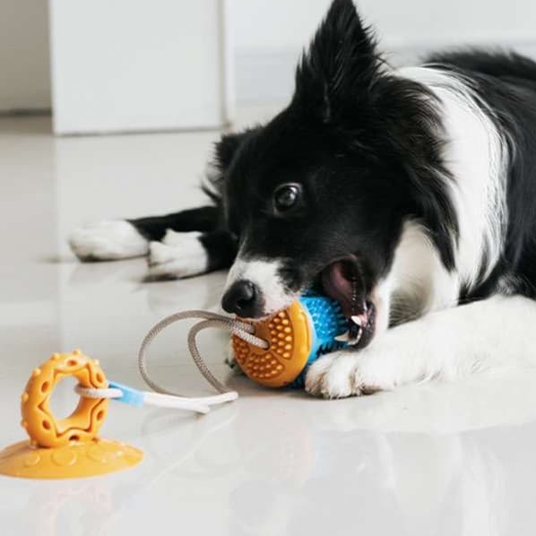 犬 おもちゃ | 吸盤付き噛みごたえ最強ボール