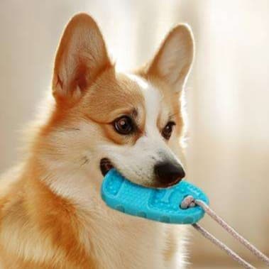 犬 おもちゃ | 吸盤式デンタルケア犬用おもちゃ