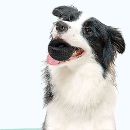 犬 おもちゃ 歯磨き | タイヤ型デンタルケアトイ
