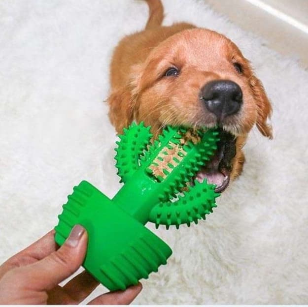 犬 おもちゃ 歯磨き | サボテン型ワンちゃん歯磨きおもちゃ
