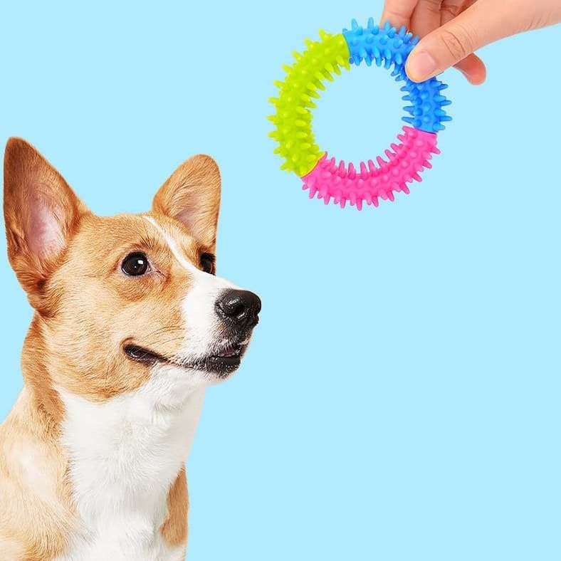 犬のおもちゃ わんわん歯ピカリング