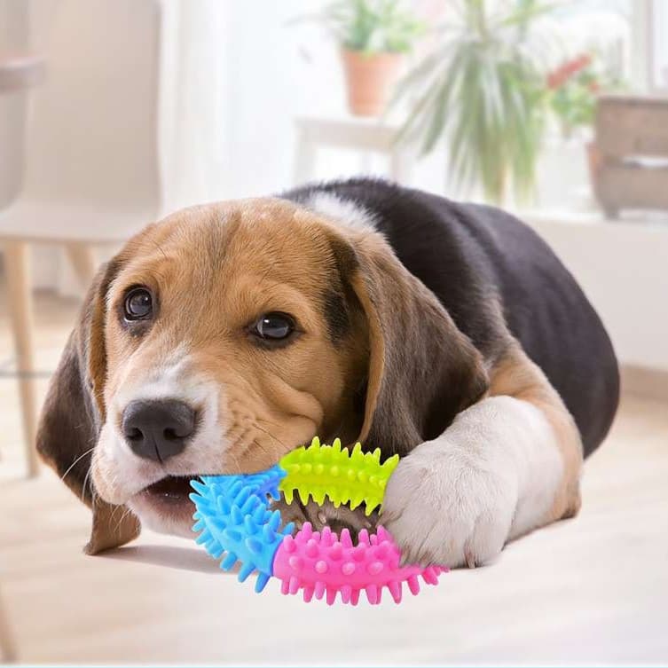 犬のおもちゃ わんわん歯ピカリング
