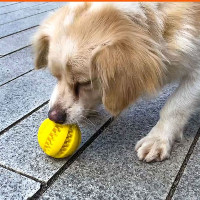 犬のおもちゃ 歯磨き効果抜群デンタルケア専用ボール