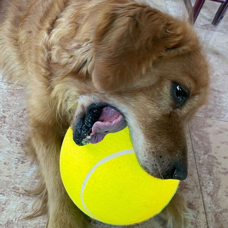 犬のおもちゃ 愛犬専用巨大テニス型遊びボール