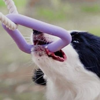 犬のおもちゃ 天然ゴム歯磨き効果付き綿ロープ玩具