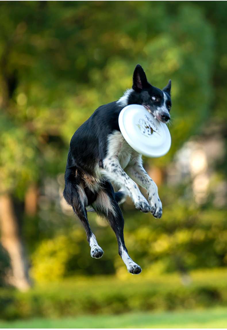 犬 おもちゃ | わんちゃんのフリスビー知育トイ