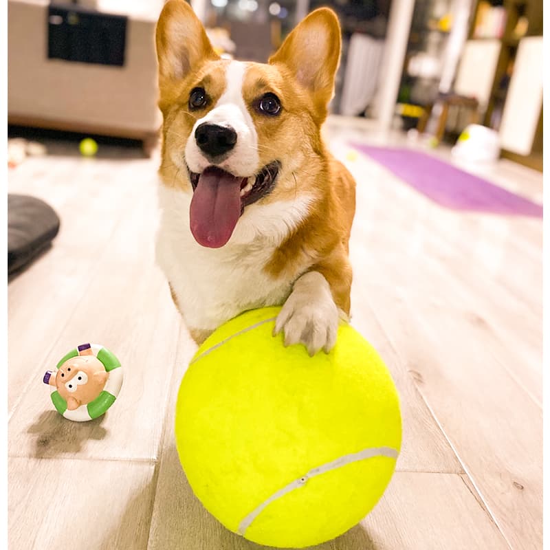 犬のおもちゃ 愛犬専用巨大テニス型遊びボール