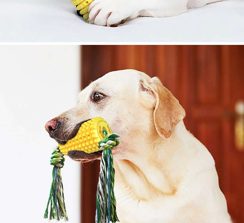 犬 おもちゃ 歯磨き | わんちゃんの歯磨きコーントイ