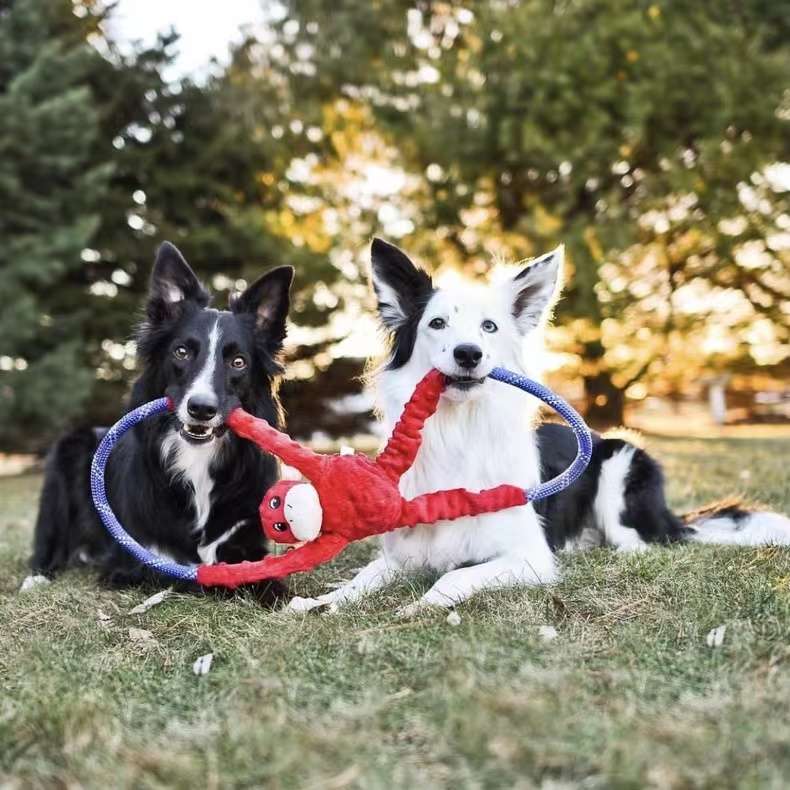 犬 おもちゃ ロープ | ワンちゃんのフリスビーロープ