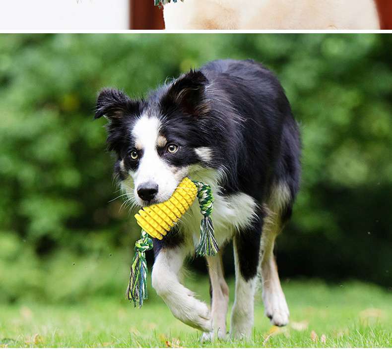 犬 おもちゃ 歯磨き | わんちゃんの歯磨きコーントイ