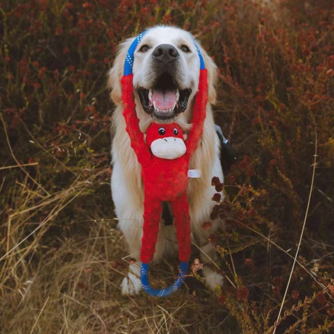 犬 おもちゃ ロープ | ワンちゃんのフリスビーロープ