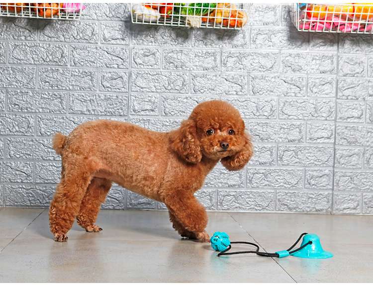 犬 おもちゃ | 吸盤付き犬用ターグトイ