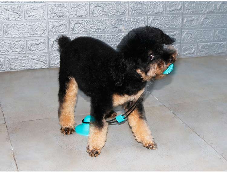 犬 おもちゃ | 吸盤付き犬用ターグトイ