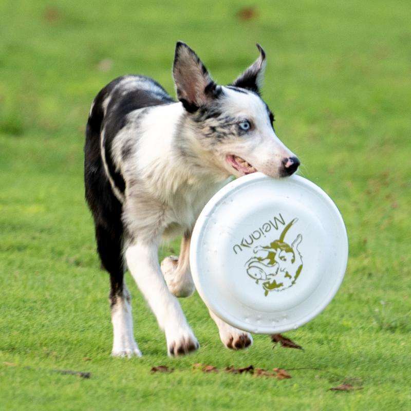 犬 おもちゃ | わんちゃんのフリスビー知育トイ